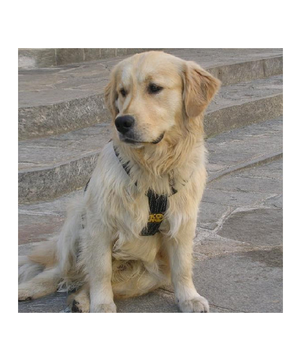 KONG - Hundegurt SMEUS - Kong - Hundegurt - MTN Shop DACH - imagen 5