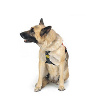 KONG - Hundegurt SMEUS - Kong - Hundegurt - MTN Shop DACH - imagen 3
