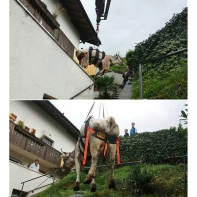 KONG - Kuh- und Pferdetransportgurt WAKA – zweites Bild